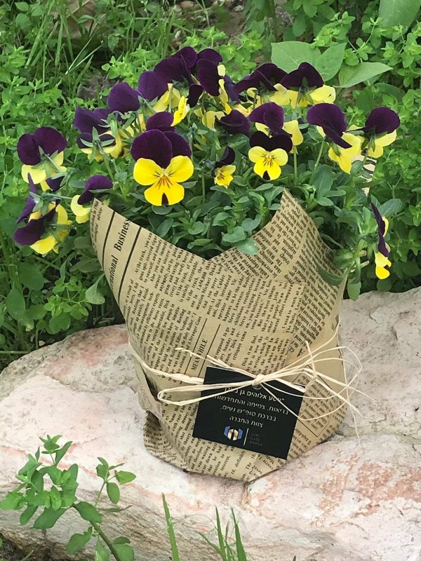 עציצים עטופים - שערי רמלה - נופך משלכם